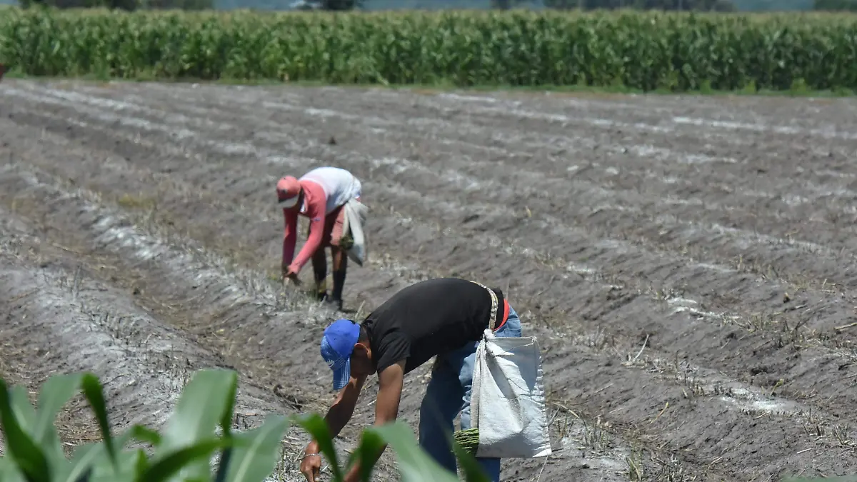 Impulso a la producción de hortalizas