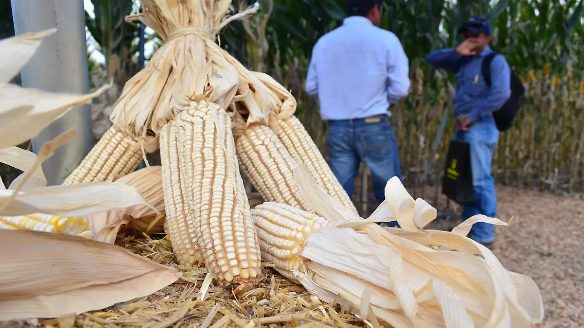 Autosuficiencia alimentaria