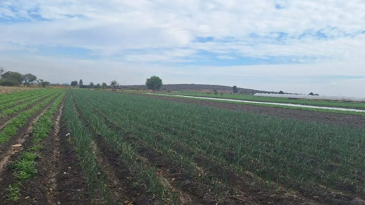 Campo Granizada (1)