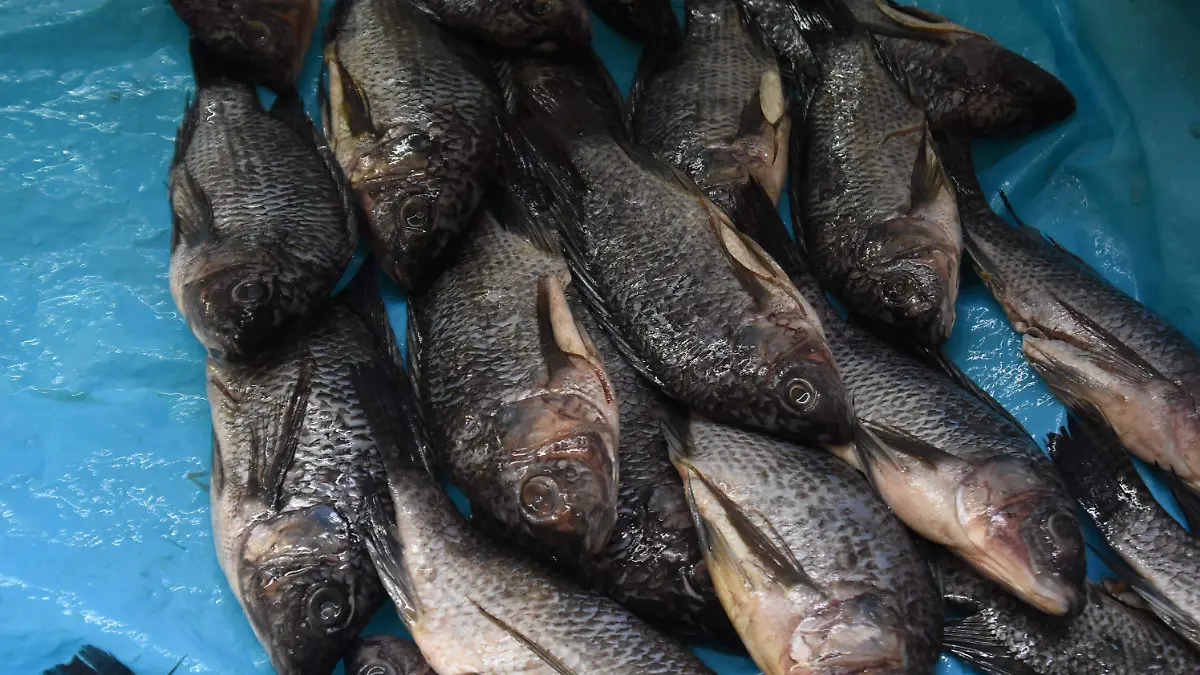 Ayuno, oración y caridad, verdadero sentido de la Cuaresma 