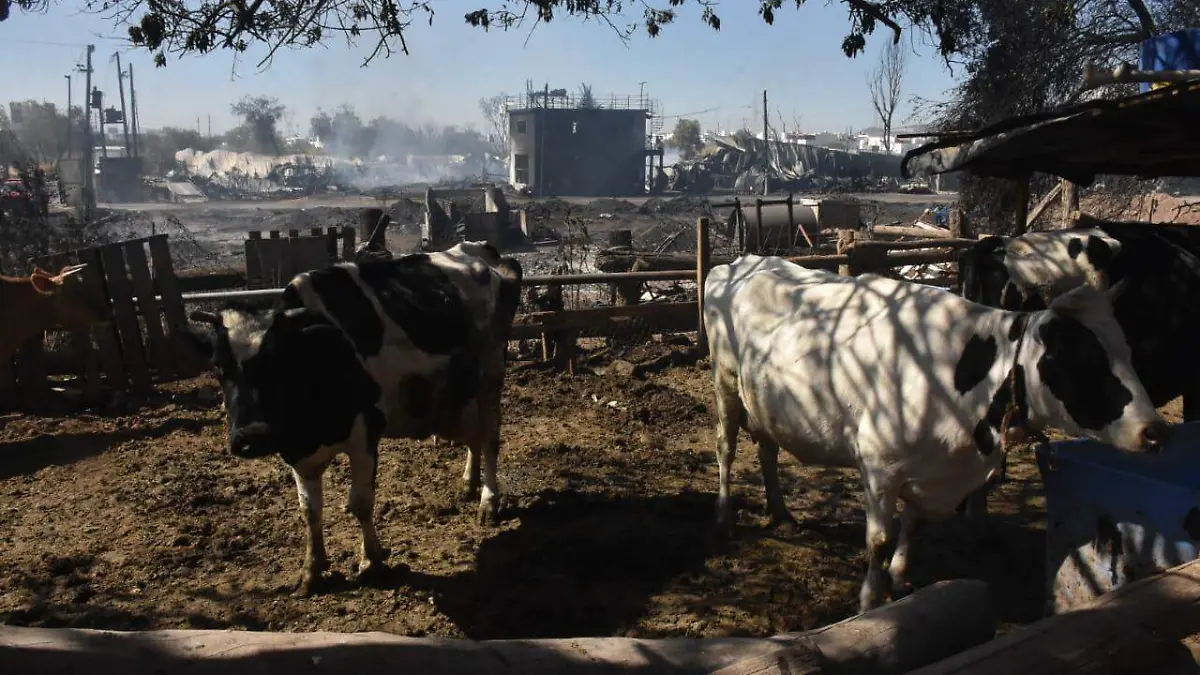 Por incendio en recicladora de Irapuato, mueren varias mascotas