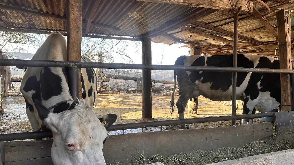 Por incendio en recicladora de Irapuato, mueren varias mascotas. Esto dicen sus dueños