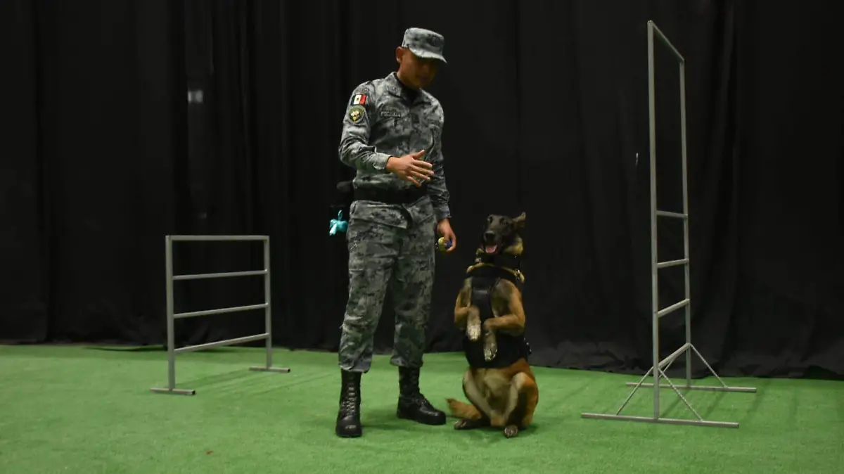 Realizan exhibiciones con Binomios caninos de la Guardia Nacional en la Feria de las Fresas 