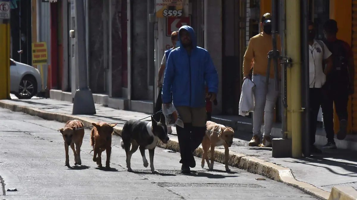 Multas por Maltrato Animal1