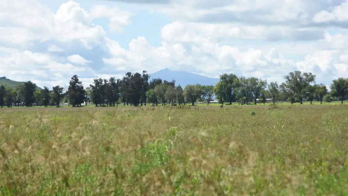 Productores de trigo en Guanajuato