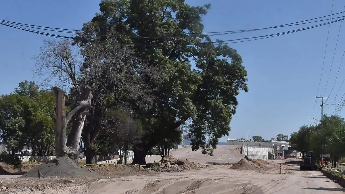 árbol monummntal  (2)