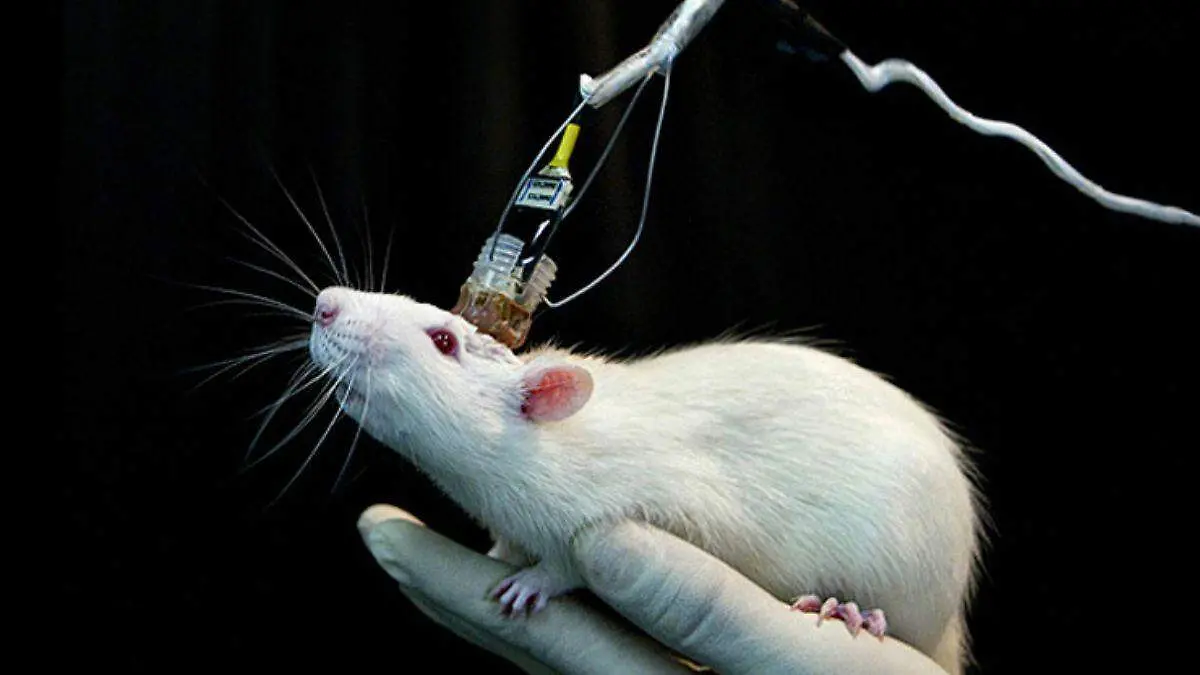 RATON DE LABORATORIO. WEB