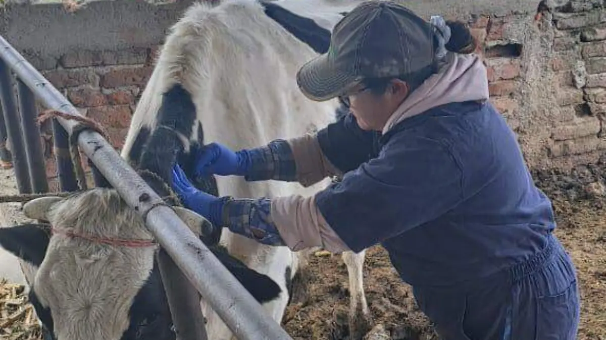Se blinda Guanajuato ante gusano barrenador