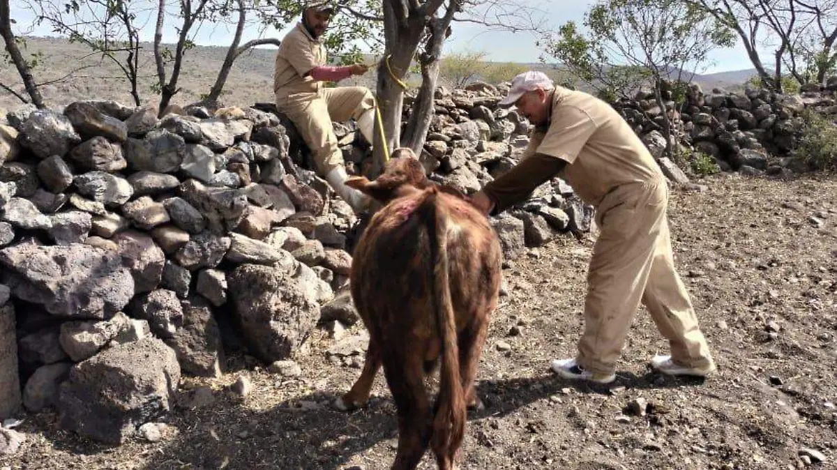 Se blinda Guanajuato ante gusano barrenador