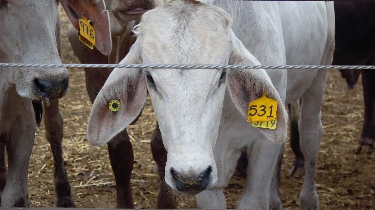 1012853_Campaña vs Tubercolosis Bovina_web