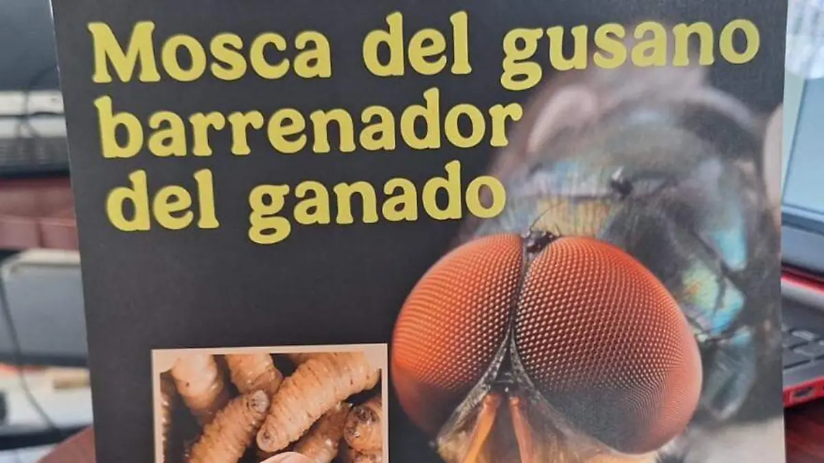 Gusano Barrenador (1)
