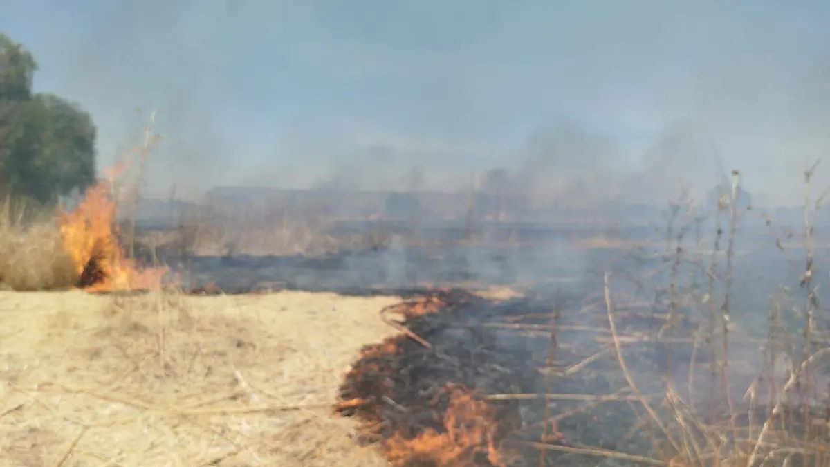 Arde pastizal cerca de zona habitada en Irapuato (2)