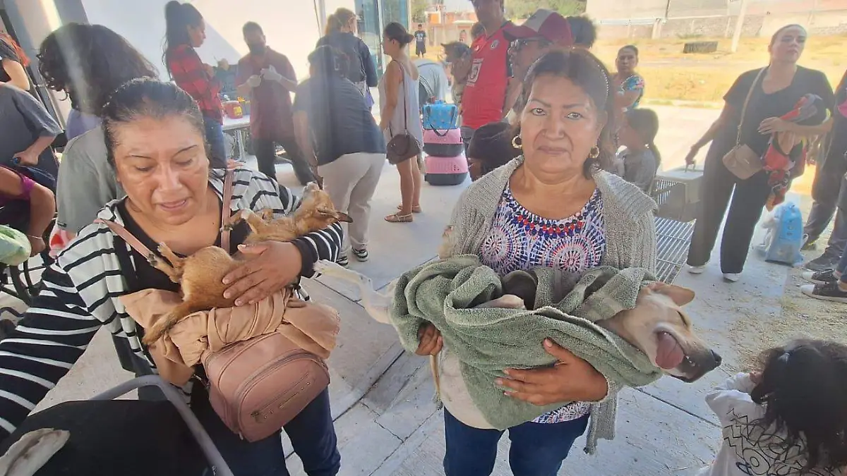 Supera meta la campaña de esterilización, más de 290 mascotas atendidas 
