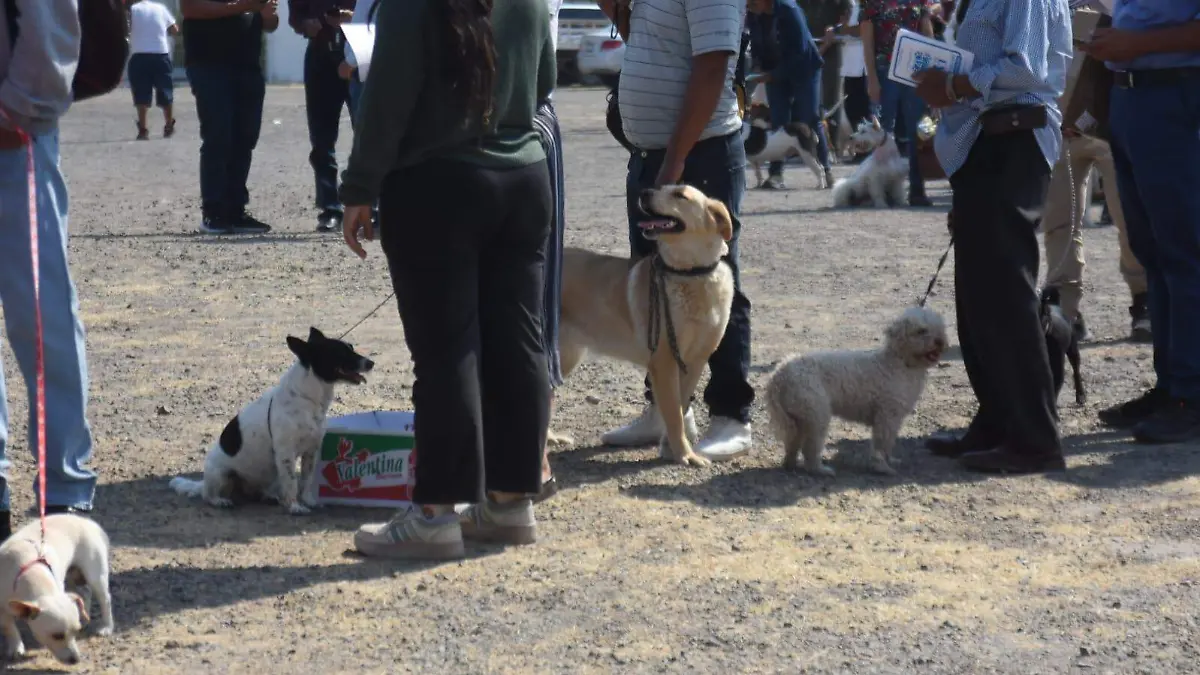 Supera meta la campaña de esterilización, más de 290 mascotas atendidas 