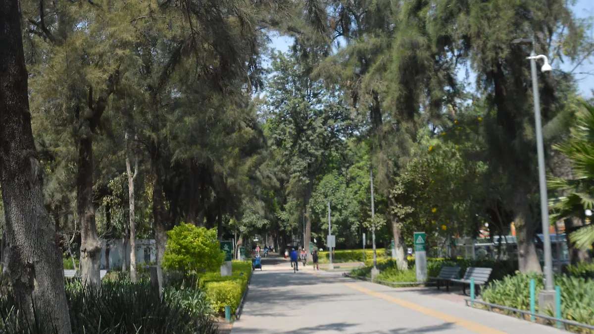 Retirarán cuatro árboles del Parque Irekua para evitar riesgos