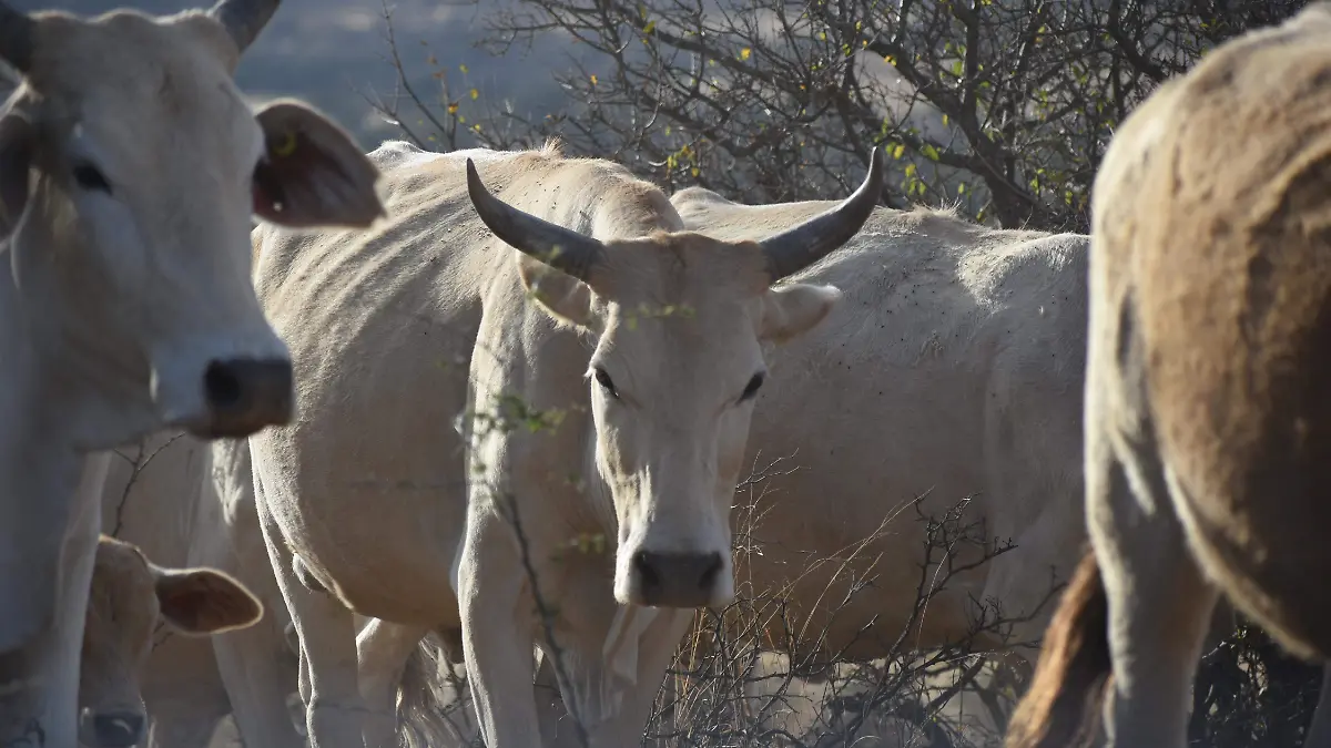 Preocupa a ganaderos en Guanajuato ingreso irregular por posible contaminación de ejemplares