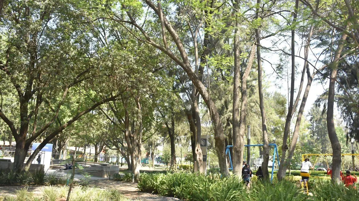 Sustituyen árboles en mal estado en el Parque Irekua con especies nativas (1)