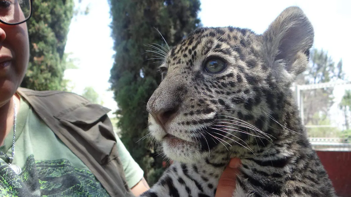 jaguar zooira (1) (1)
