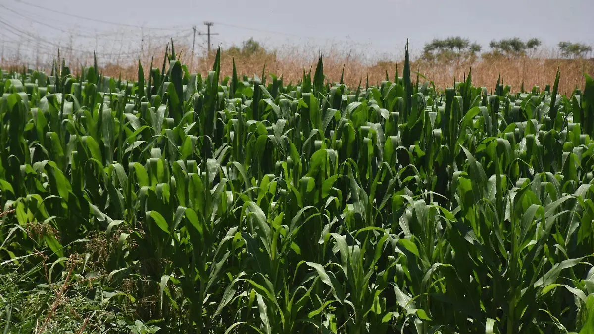Campesinos en Guanajuato sembrarán hasta 50% menos por falta de apoyos Guadalupe Zamora (1)