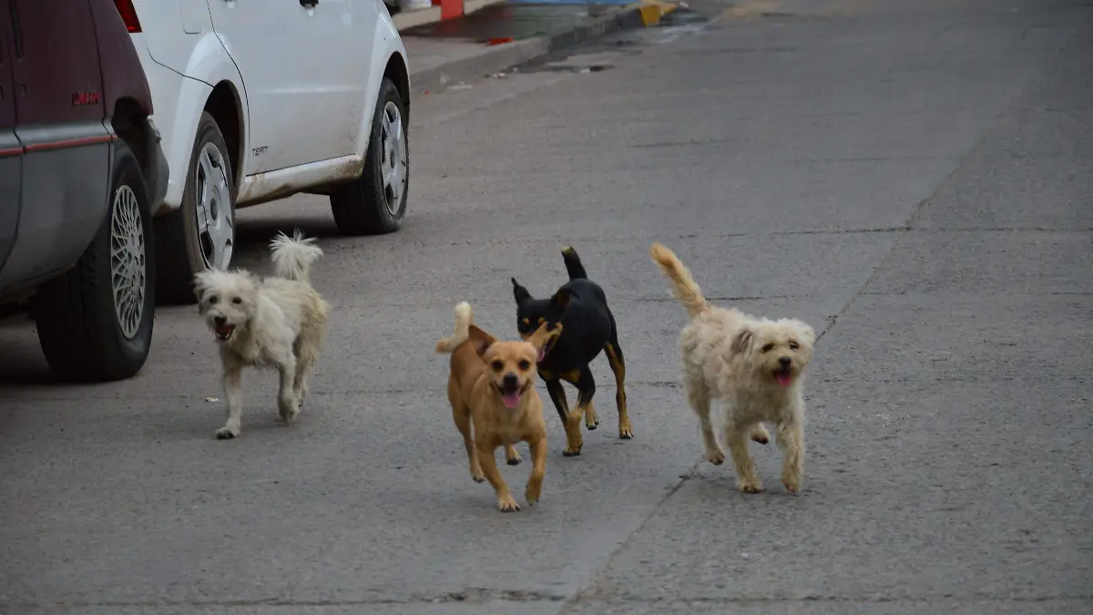 Detectan a veterinarios "patito" en Irapuato