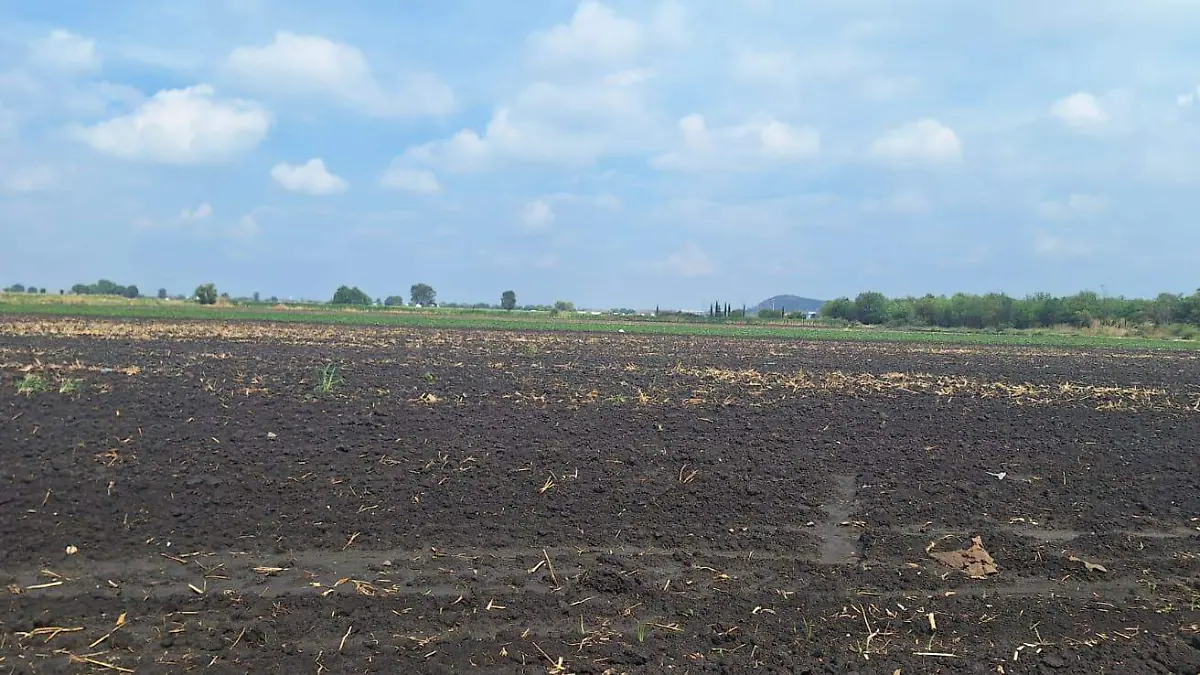 Lluvias beneficiaron al campo (1)