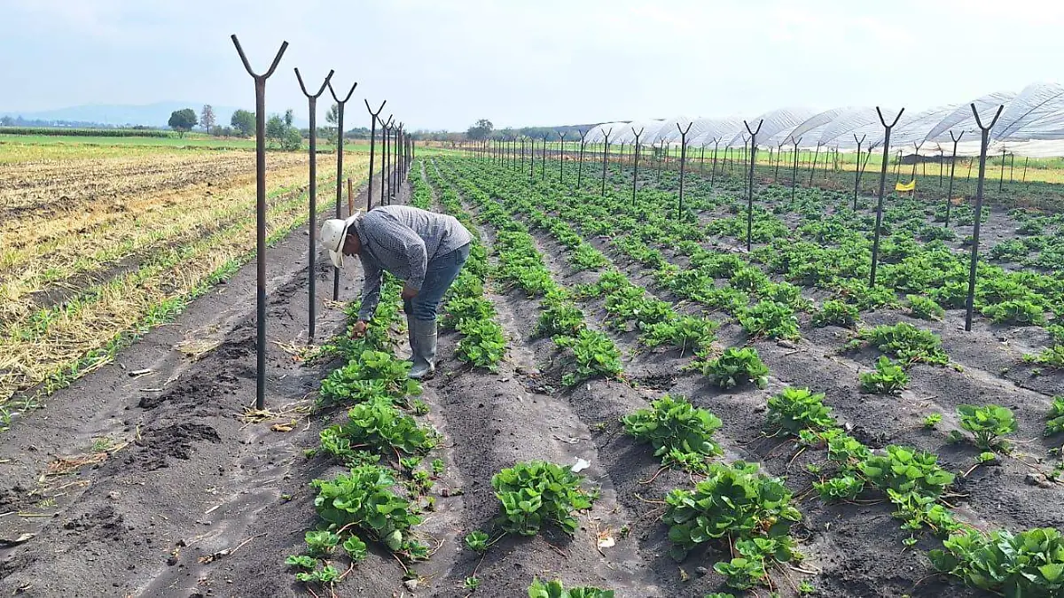 Lluvias beneficiaron al campo