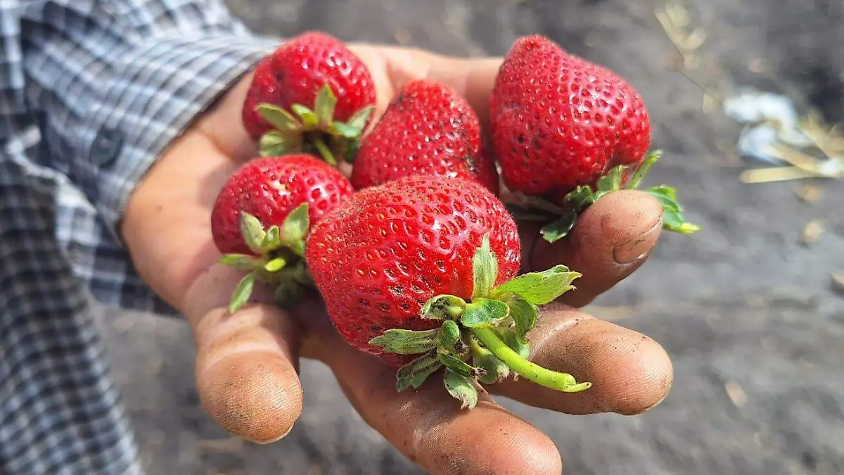 Lluvias beneficiaron al campo