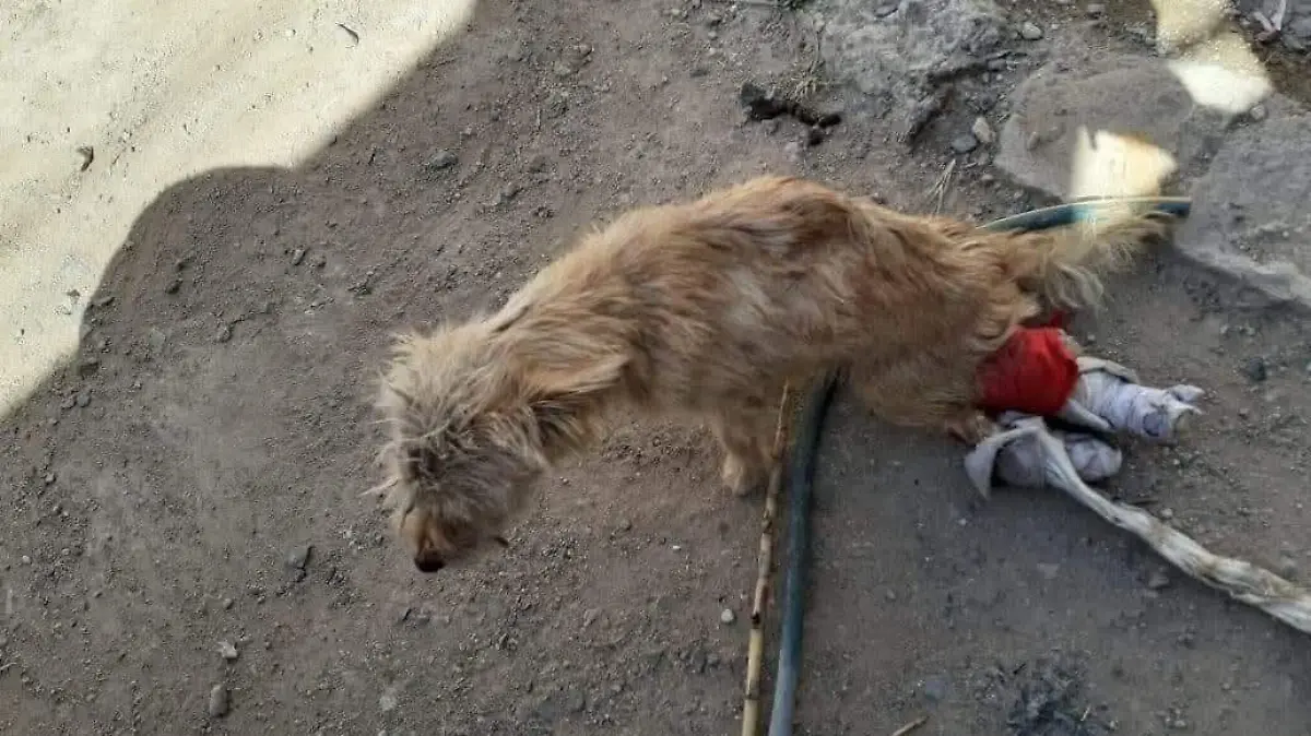 Rescatar con el alma