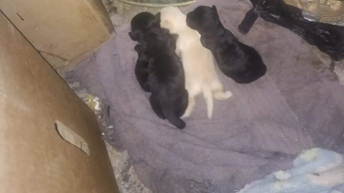 Rescatar con el alma