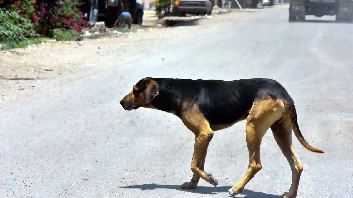Perros CANI.-Ricardo Sanchez.- El Sol de Irapuato (2)
