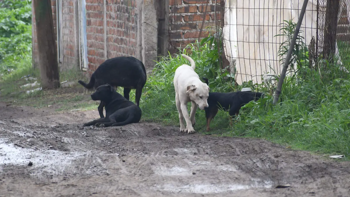 PERROS (1)