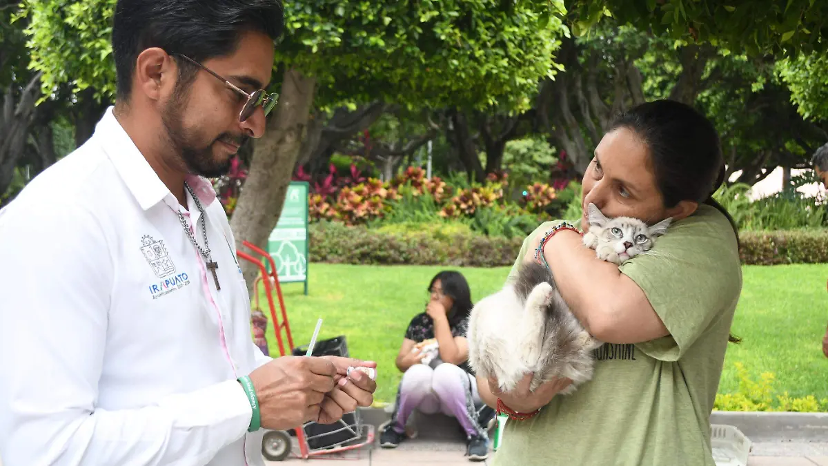 Esterilización-de-gatos-en-CANI