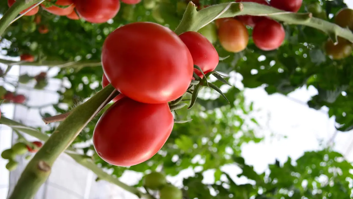 Productores y comerciantes de jitomate