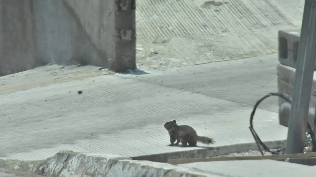 Muchas-especies-se-pueden-ver-por-las-calles 