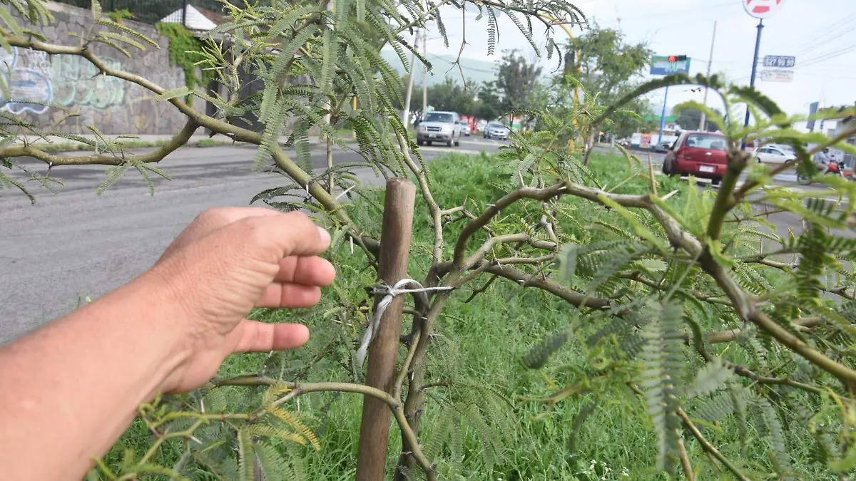Plantarán-cinco-mil-árboles-en-Irapuato