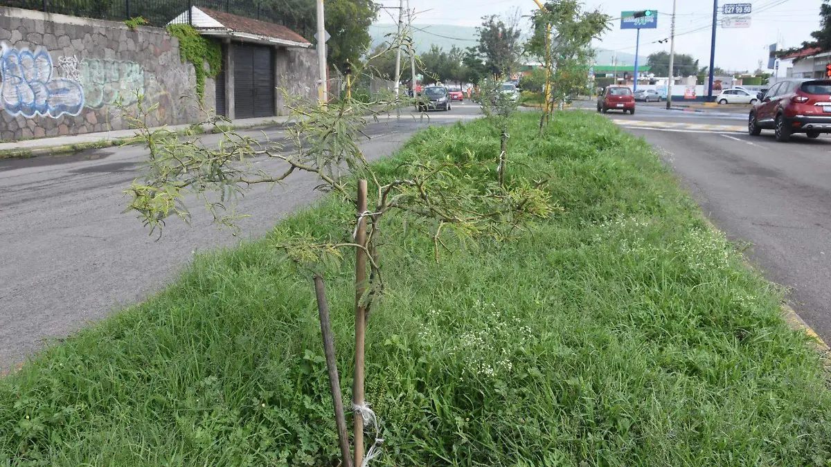 Plantarán-cinco-mil-árboles-en-Irapuato