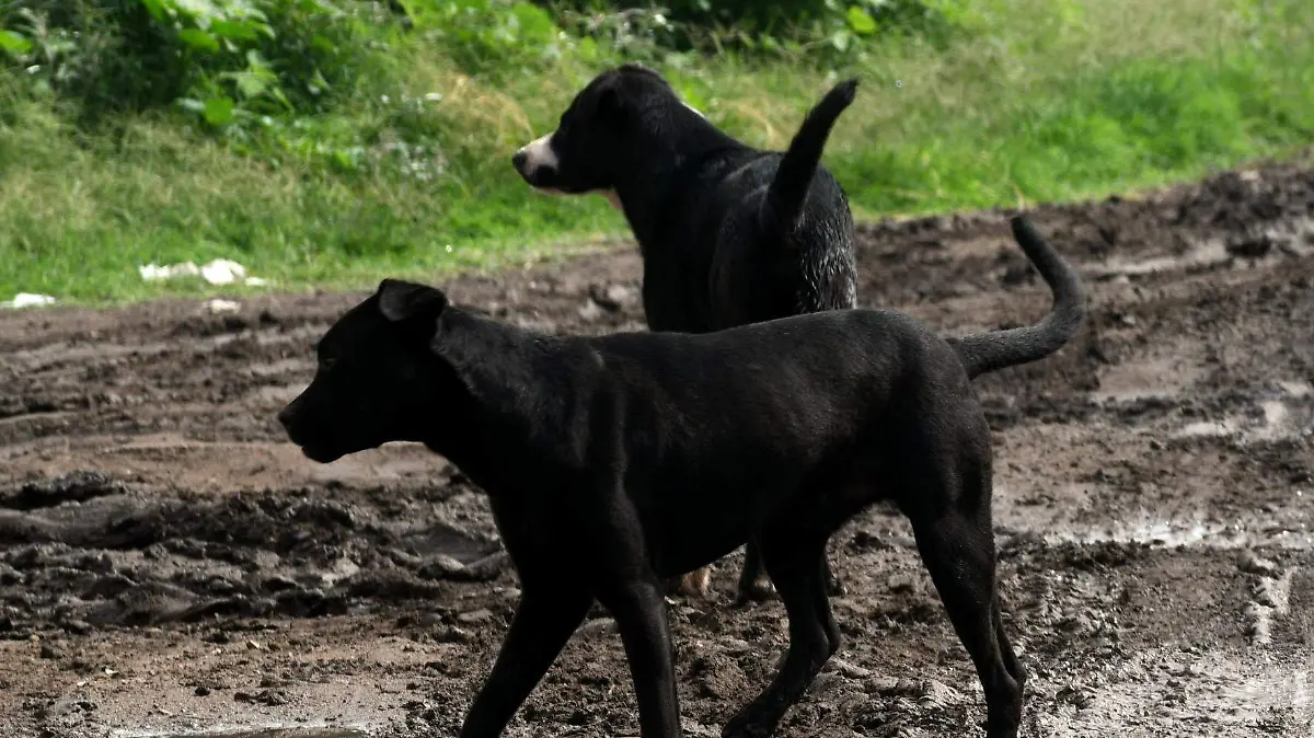 Esterilización-de-mascotas
