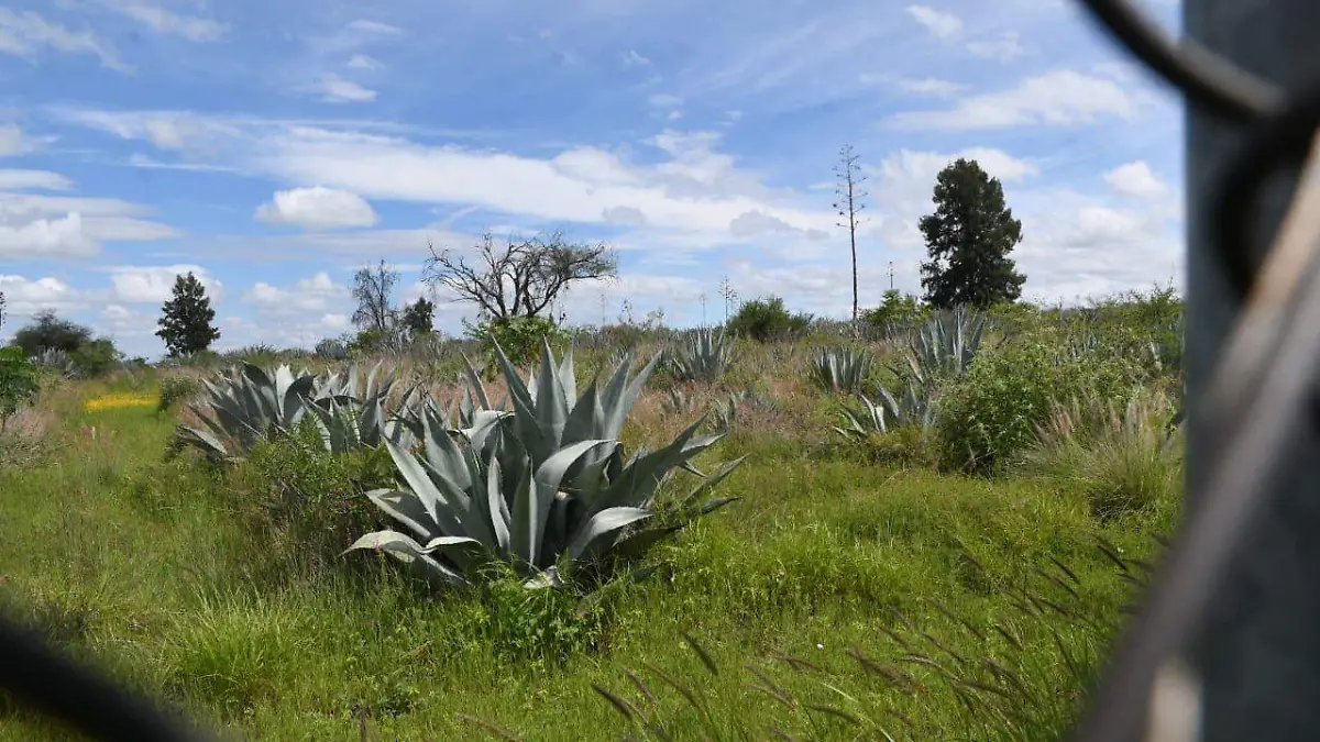 Sabías-que-el-agave-se-puede-convertir-en-combustible