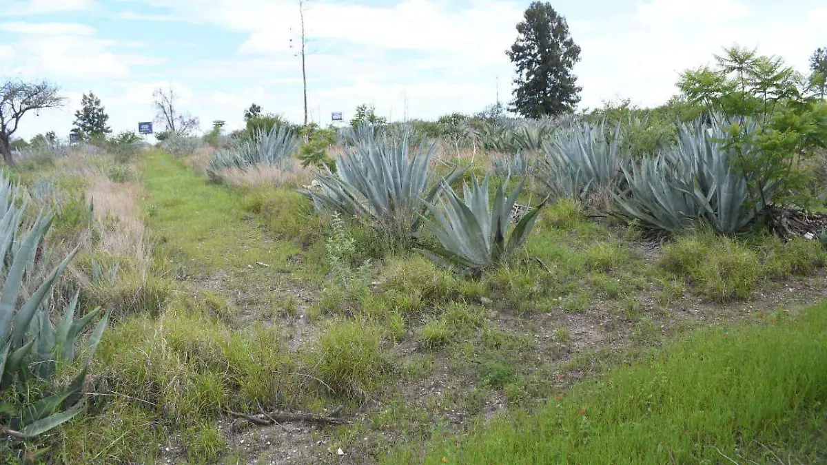 Sabías-que-el-agave-se-puede-convertir-en-combustible