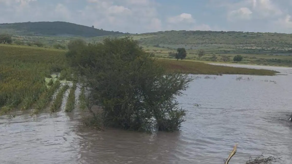 Cultivos-afectados-por-lluvias