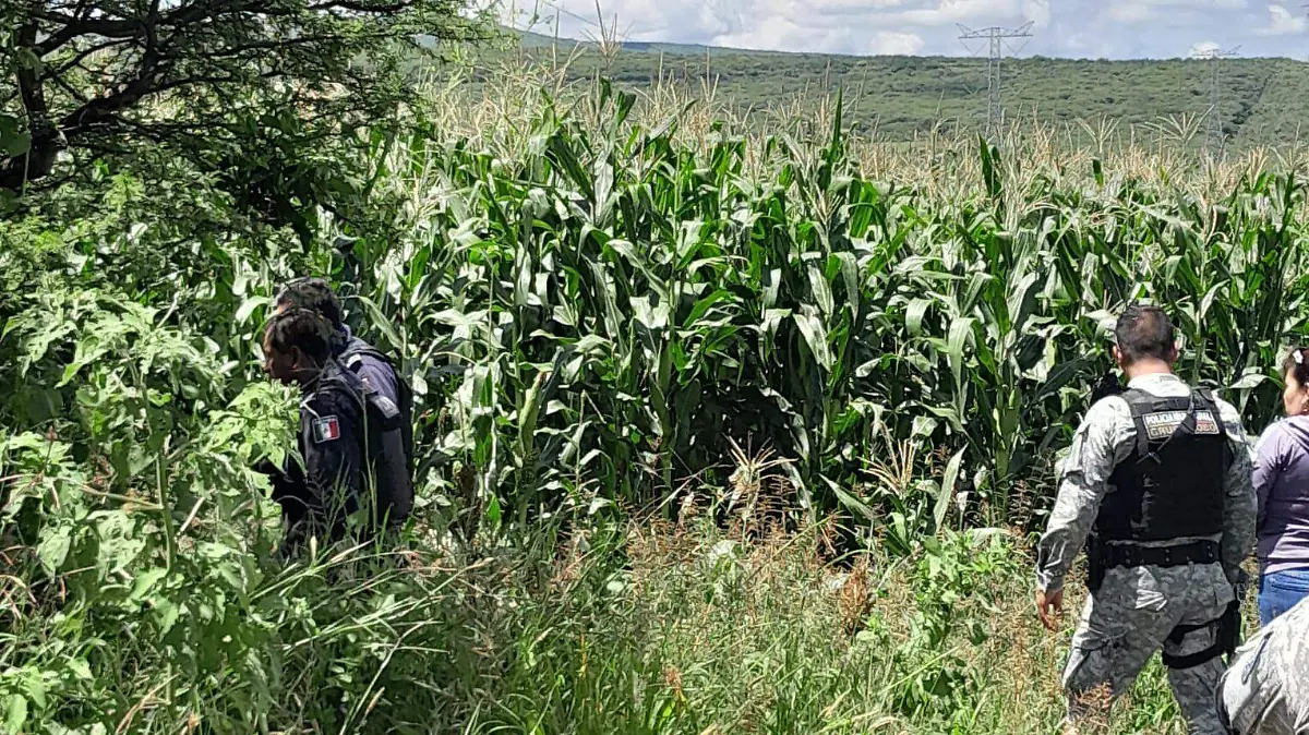 Se-adentraron-a-la-parcela