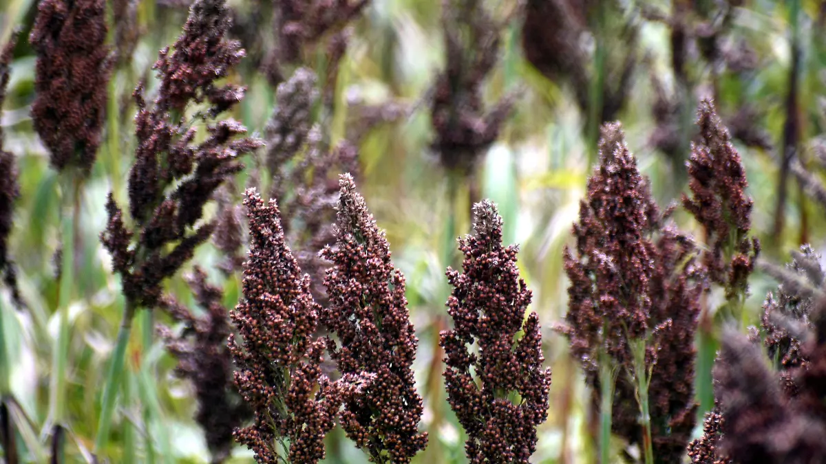 Campo Jesus Gutierrez El Sol de Irapuato 2