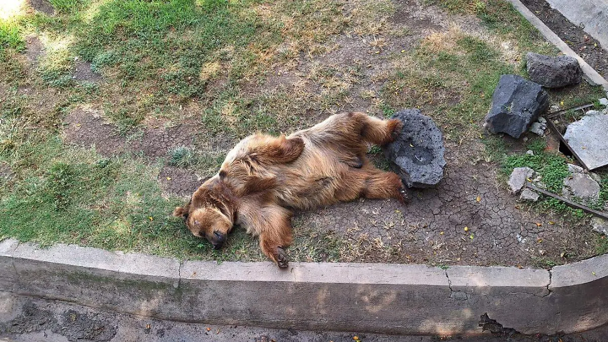 Feria ambiental en el zooira 2
