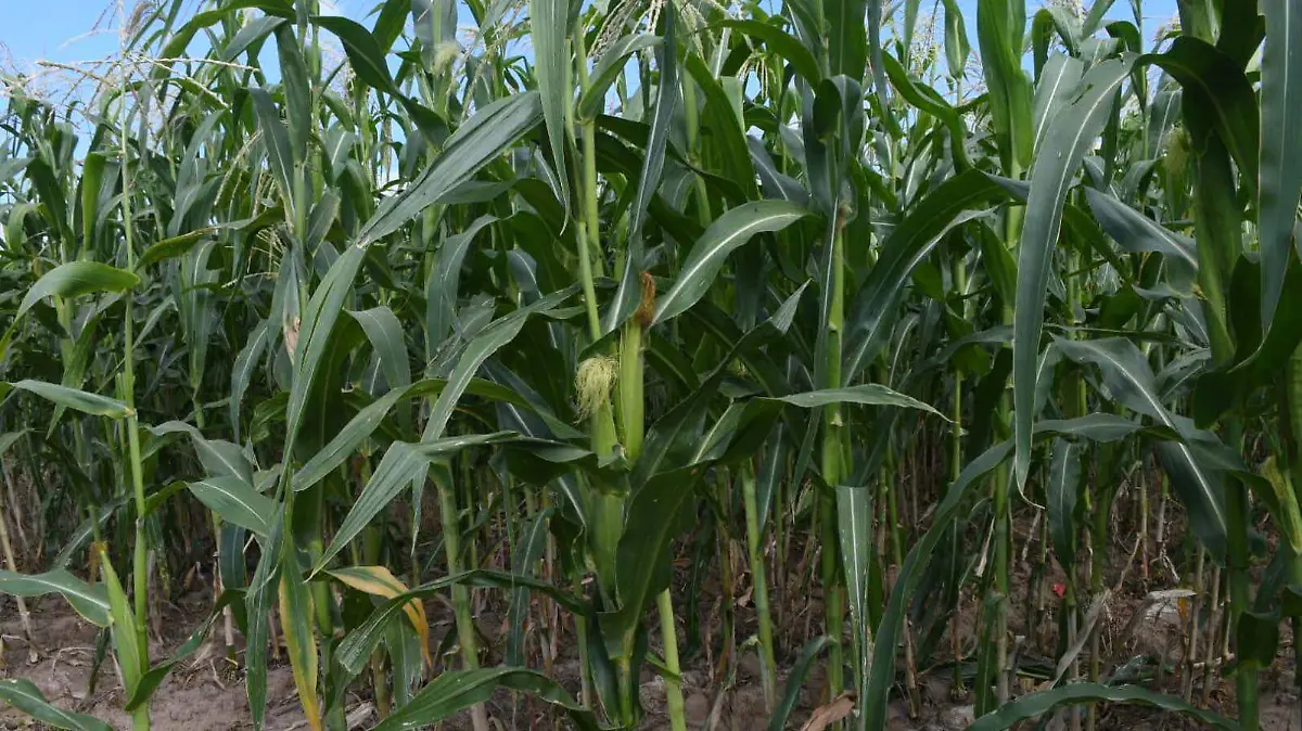 Productores de Irapuato