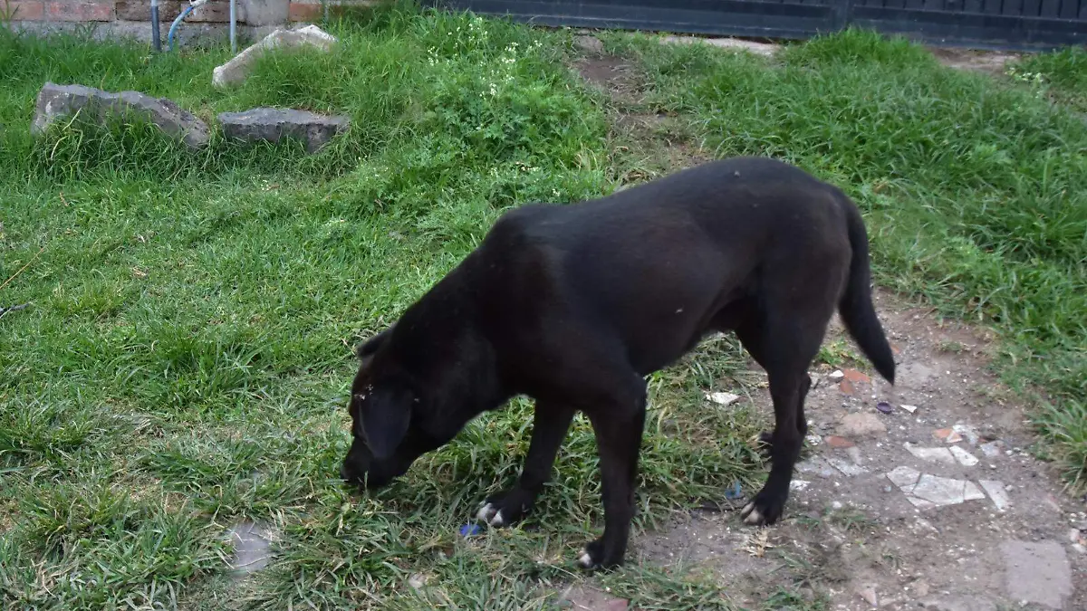 Alerta por adopción de perros y gatos negros en Irapuato
