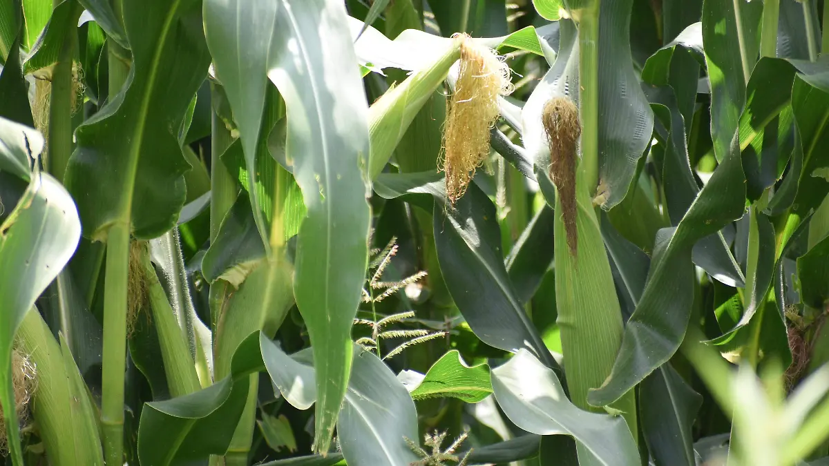 Precio de garantía de siembra temporal