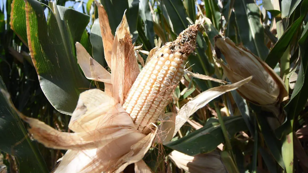 Precios de garantía