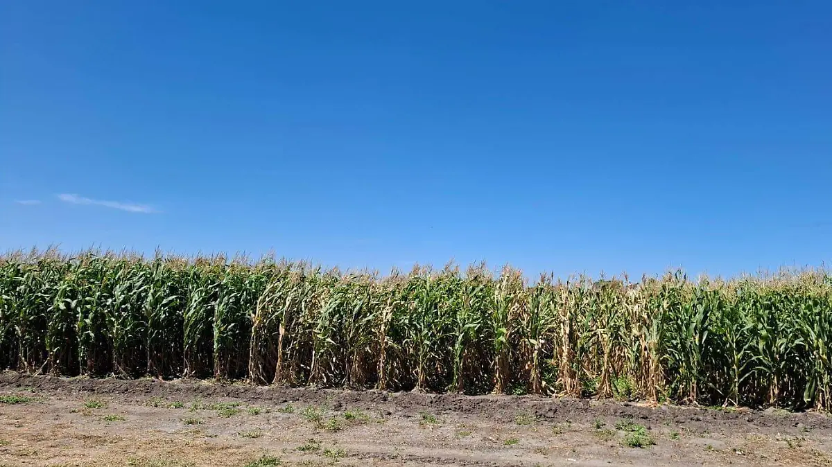 Precios justos maiz y sorgo (1)