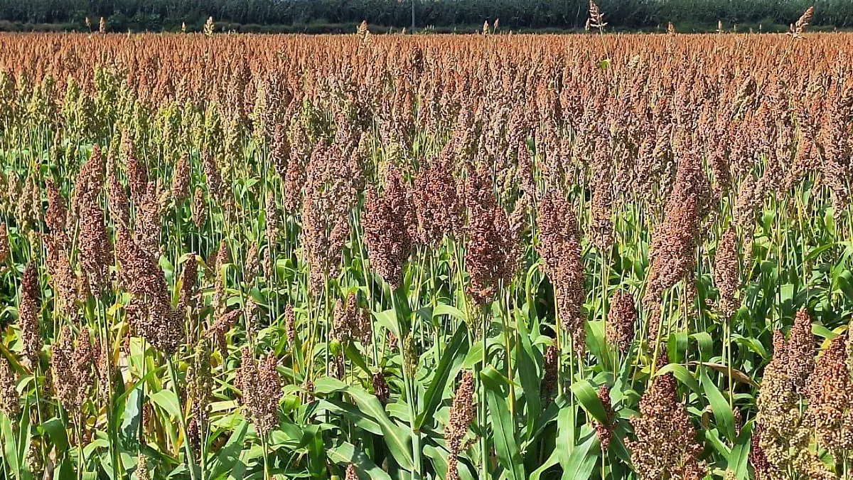 Precios-justos-por-mercancia