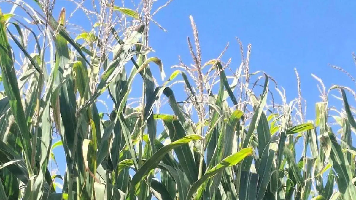 Inversiones-en-hectareas 